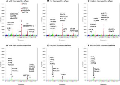 A Large-Scale Genome-Wide Association Study in U.S. Holstein Cattle